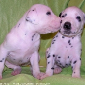 Photo de Dalmatien