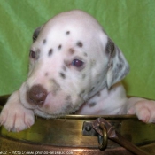 Photo de Dalmatien