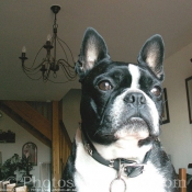 Photo de Boston terrier