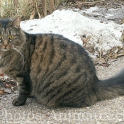 Photo de Chat domestique