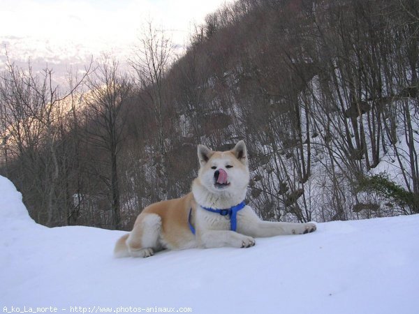 Photo d'Akita inu