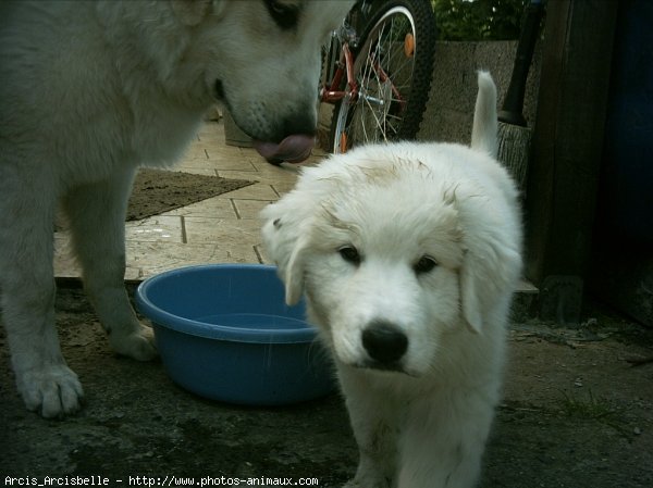 Photo de Chien de montagne des pyrnes