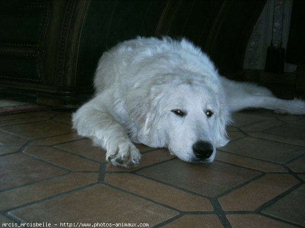 Photo de Chien de montagne des pyrnes