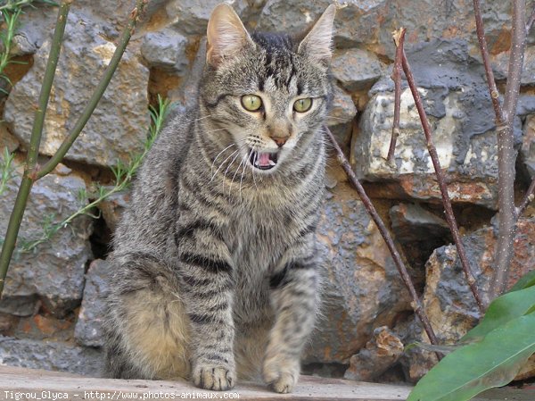 Photo de Chat domestique