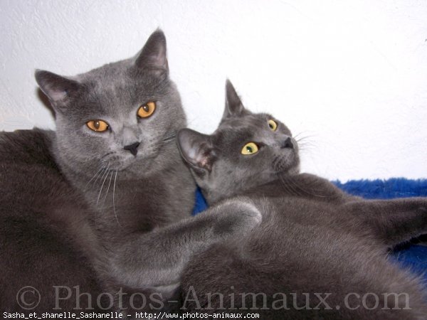 Photo de Chartreux