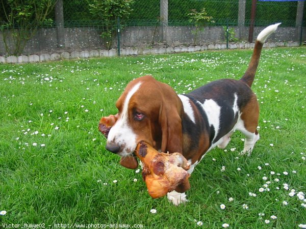 Photo de Basset hound