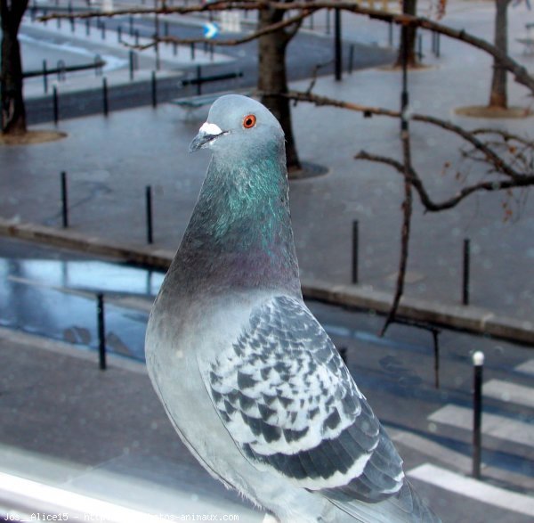 Photo de Pigeon