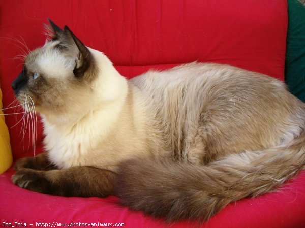 Photo de Sacr de birmanie