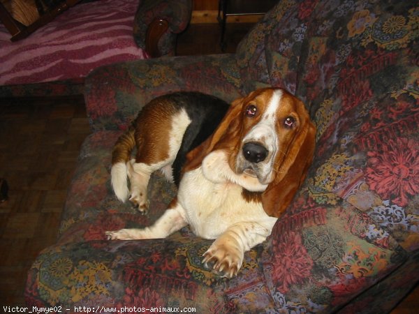 Photo de Basset hound