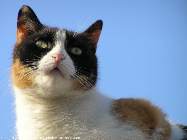 Photo de Chat domestique