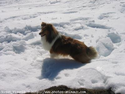 Photo de Chien de berger des shetland