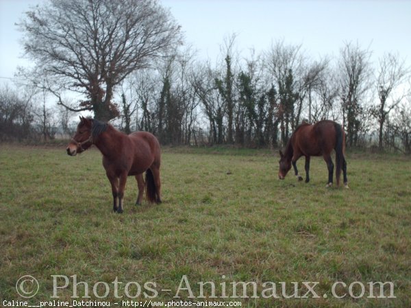 Photo de Races diffrentes