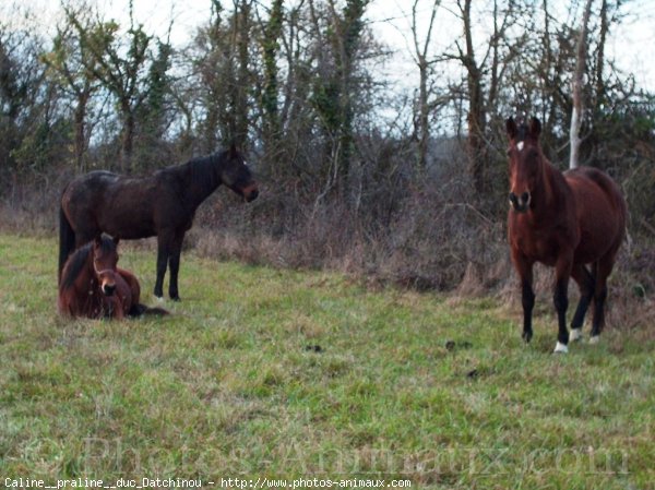 Photo de Races diffrentes