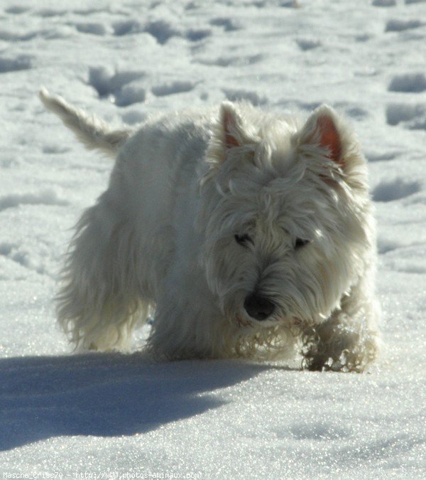 Photo de West highland white terrier