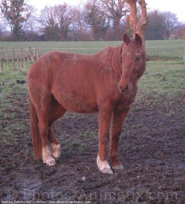 Photo de Trotteur franais