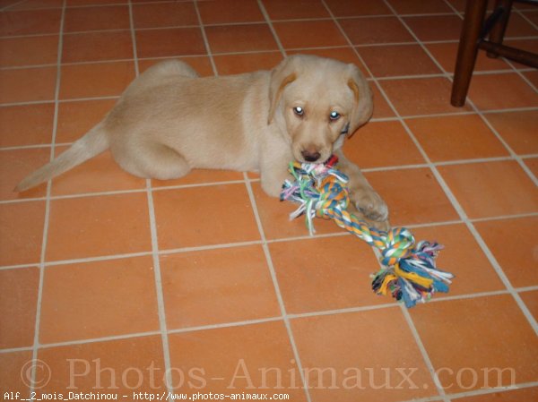 Photo de Labrador retriever