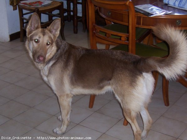 Photo de Berger belge malinois