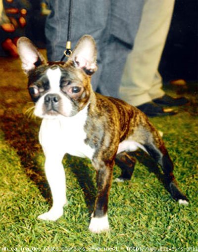 Photo de Boston terrier