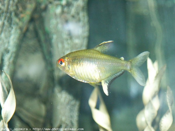 Photo de Poissons exotiques