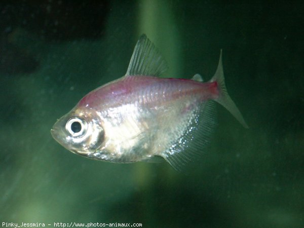 Photo de Poissons exotiques