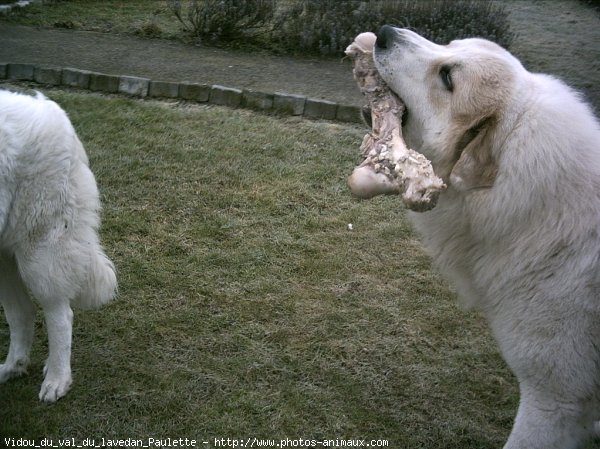 Photo de Chien de montagne des pyrnes