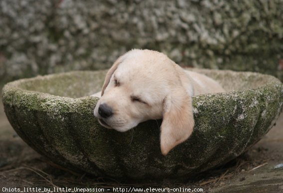 Photo de Labrador retriever