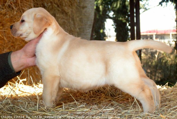 Photo de Labrador retriever