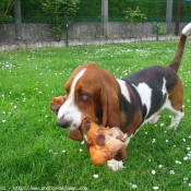 Photo de Basset hound