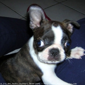 Photo de Boston terrier