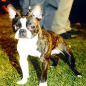 Photo de Boston terrier