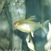 Photo de Poissons exotiques