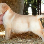 Photo de Labrador retriever