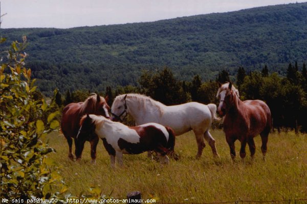 Photo de Races diffrentes