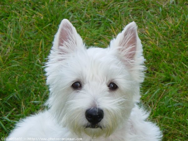 Photo de West highland white terrier