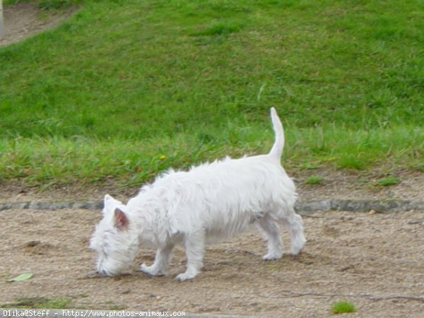 Photo de West highland white terrier