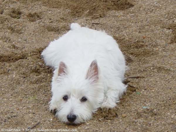 Photo de West highland white terrier