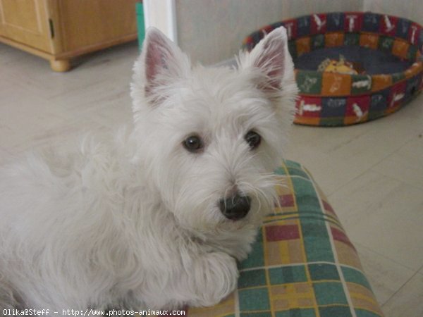 Photo de West highland white terrier