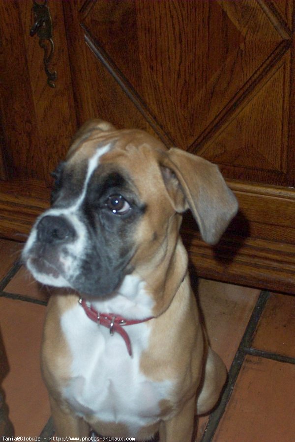 Photo de Boxer