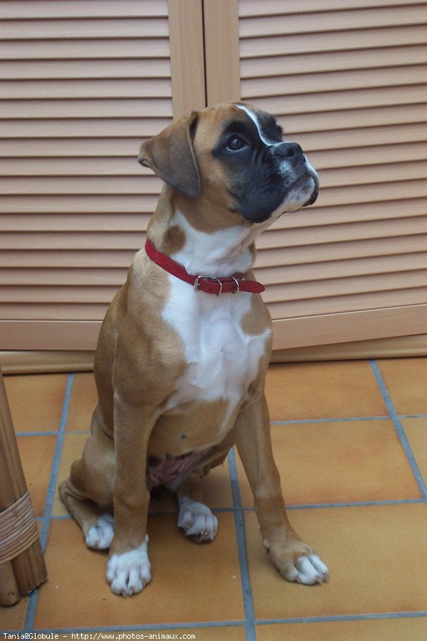 Photo de Boxer