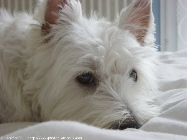 Photo de West highland white terrier