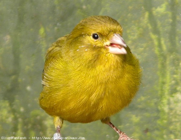 Photo de Canari