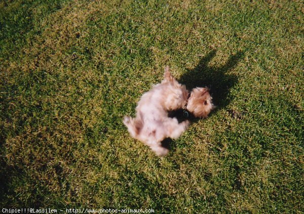 Photo de Yorkshire terrier