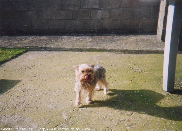 Photo de Yorkshire terrier