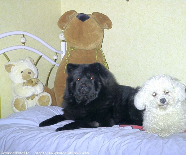 Photo de Chow chow