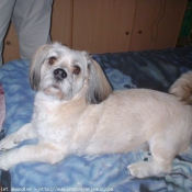 Photo de Lhassa apso