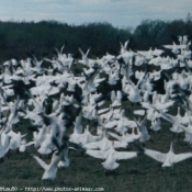 Photo d'Oie blanche