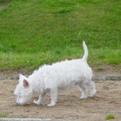 Photo de West highland white terrier