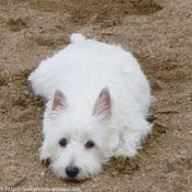 Photo de West highland white terrier