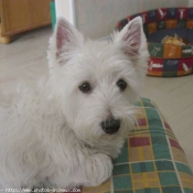 Photo de West highland white terrier