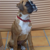 Photo de Boxer